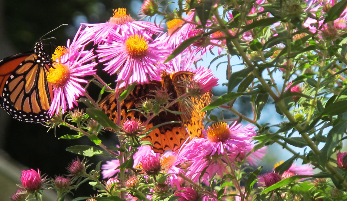 butterflies on native asters